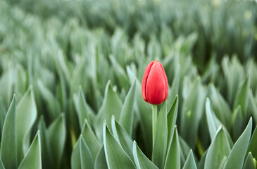 One red tulip on a background of green leaves greenhouse.