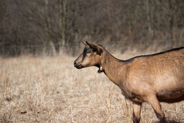 Goat grazing in the paddock