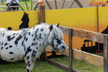 beautiful black and white spotted horse