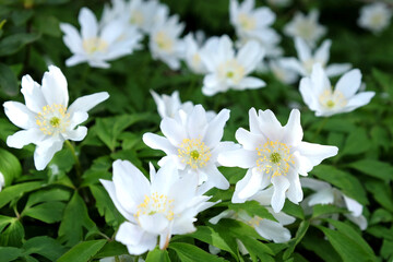White Wood anemone, lady’s nightcap, in flower