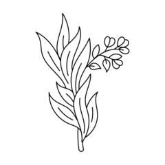 Fototapeta premium Tarragon spices. Cooking ingredient. Line icon. Editable stroke size. Open paths. Vector sketch illustration.