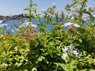 Blue ixora flowers close up against the blue mediterranean sea in Turkey. Summer background.