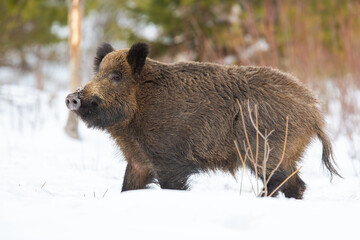 Wild boar, sus scrofa, walking on white pasture in winter from side. Brown snout moving on snow in wintertime. Swine looking on snowy meadow.