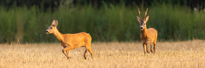 Male roe deer, capreolus capreolus, following female on a stubble field in rutting season. Concept...