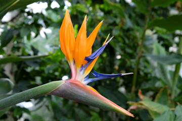 Fototapeta na wymiar Strelitzia or bird of paradise flower.