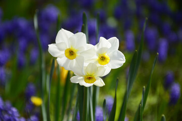 Fototapeta na wymiar purple and yellow daffodils