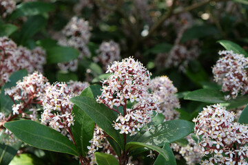 White Skimmia Japonica in flower.