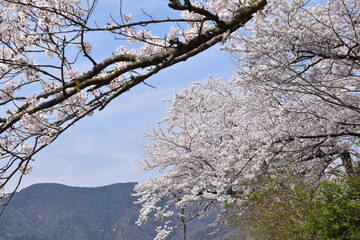 桜,ソメイヨシノ,桜並木,滋賀県,風景,桜吹雪,満開,日本の風景,田舎の風景,自然,びわ湖,琵琶湖,湖,春,Cherry Blossoms,Yoshino cherry tree,Row of cherry blossom trees,木,林,森,桃色,ピンク,biwa lake