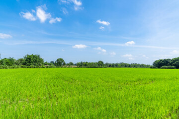 Beautiful Green paddy rice field in the open blue sky.