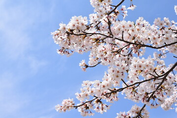 桜,ソメイヨシノ,桜並木,滋賀県,風景,桜吹雪,満開,日本の風景,田舎の風景,自然,びわ湖,琵琶湖,湖,春,Cherry Blossoms,Yoshino cherry tree,Row of cherry blossom trees,木,林,森,桃色,ピンク,biwa lake