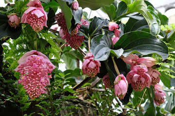 Pink Medinilla magnifica Ôshowy medinillaÕ in flower