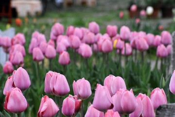 チューリップ,滋賀県,米原市,黄色,赤色,ピンク,花,花壇,春,山,風景,花びら,桜,畑,Tulips,Tulip field,ユリ科,球根,Liliaceae,Bulbs,鬱金香,ラーレ,Tulipa,lale,オランダ