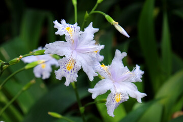 Lilac Iris Japonica, butterfly flower, in bloom.