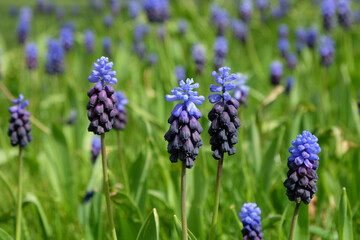 Clusters of tiny bell shaped blue flowers of the grape hyacinth, or 'Muscari latifolium'.