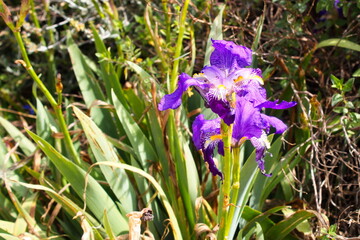 Colorful and striking Iris Sanguinea in a garden in the city of Murcia