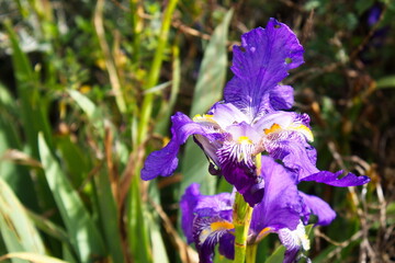Colorful and striking Iris Sanguinea in a garden in the city of Murcia