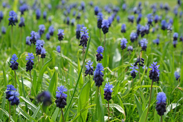 Clusters of tiny bell shaped blue flowers of the grape hyacinth, or 'Muscari latifolium'.