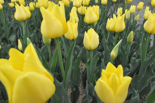 「ラーレ」の写真素材 171件の無料イラスト画像 Adobe Stock