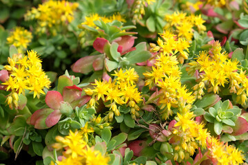 Sedum palmeri Ôsubsp. palmeri tetraploidÕ in flower
