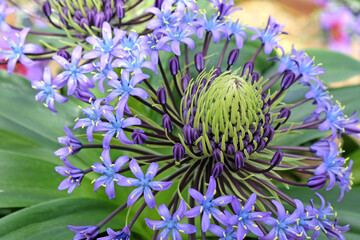 Purple Portuguese Squill in flower