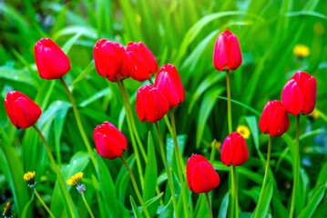 red tulips bloom on a green natural background