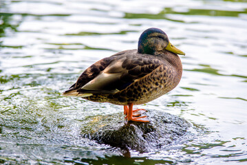 A wild duck stands on a rock in the middle of the water