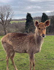 wild animals on safari, mammals, feeding and grazing