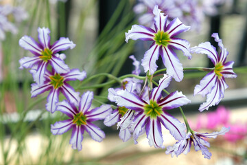 Leucocoryne vittata or sun lily,  in flower