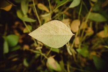 leaf of a soybean plantation, green