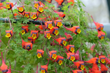 Dainty Tropaeolum tricolor in flower