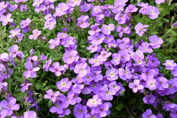 Purple Rock Cress in flower