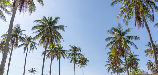 Obraz na płótnie Canvas cloudy sky landscape and palm branches