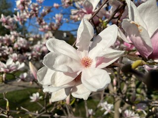 Closeup of beautiful flower of magnolia with the tender white color. A photo of star magnolia blooming on the branch with blurry background