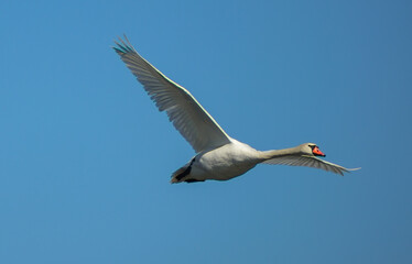 spettacolare volo del cigno