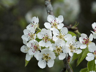 Grappe de fleurs blanches de poirier sauvage ou pyrus pyraster