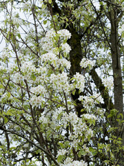 Pyrus pyraster | Poirier sauvage ou pérussier à floraison blanche en grappes sur des rameaux...