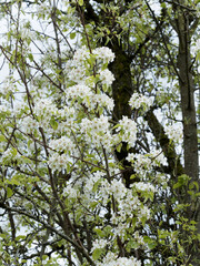 Pyrus pyraster | Poirier sauvage ou pérussier à floraison blanche en grappes sur des rameaux sombres et fissurés, au feuillage simple, oval, denté, pointu vert moyen et brillant