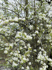 Poirier sauvage ou pyrus pyraster garni d'une multitude de petites fleurs blanches sur rameaux épineux à écorce sombre et écailleuse