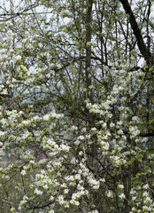 Pyrus pyraster | Poirier sauvage ou pérussier à floraison blanche en grappes sur des rameaux sombres et fissurés, au feuillage simple, oval, denté, pointu vert moyen et brillant