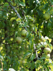 Pyrus pyraster | Petites poires globuleuses et verdâtres pendantes sur des rameaux minces et sombres du poirier sauvage ou pérussier