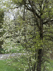 Poirier sauvage ou pyrus pyraster aux jeunes rameaux garnis de petites fleurs blanches
