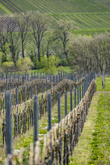 Fototapeta na wymiar gebundene Weinreben in Zeilen und Hanglage im Frühjahr
