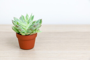 Small succulent plant (Graptopetalum macdougallii ) in a brown pot on the left side of wooden desk freshening things up