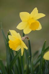 Daffodils yellow flowers on bokeh garden background, spring garden image with space for text.
