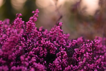 Erica flowers on spring sunset garden background, vivid pink erica, bokeh colors.