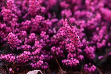 Erica blooming vivid pink flowers closeup, pink erica background.