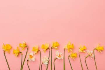 Light yellow and white daffodil flowers on pink background. Spring flowers background with copy space. Narcissus bouquet against pink background for greeting card