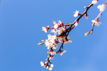 Cherry flowers on a branch against the blue morning sky.