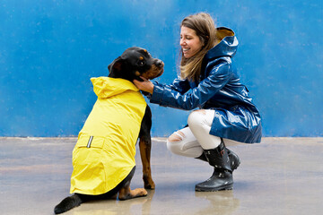 Low angle view of woman and dog with yellow raincoat. Horizontal view of woman caressing rottweiler under the rain isolated on blue background. People and animals concept.
