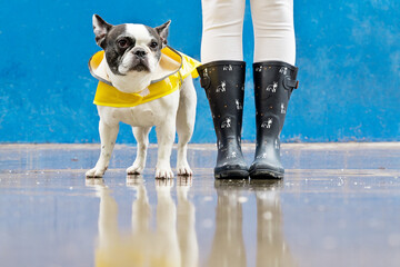 Front view of bulldog with raincoat and galoshes on blue background. Horizontal low angle view of woman with wellingtons and bulldog wearing raincoat isolated on sidewalk. Animals concept.